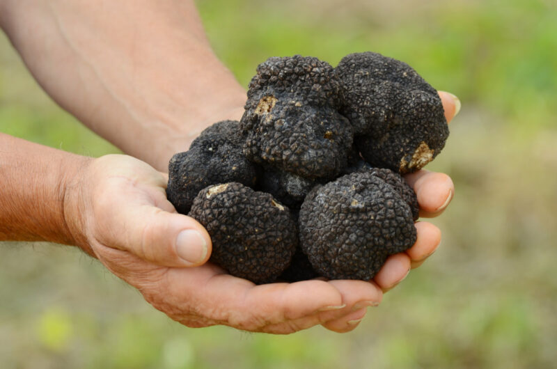 Truffle hunting demonstrations Zigante Truffle Days